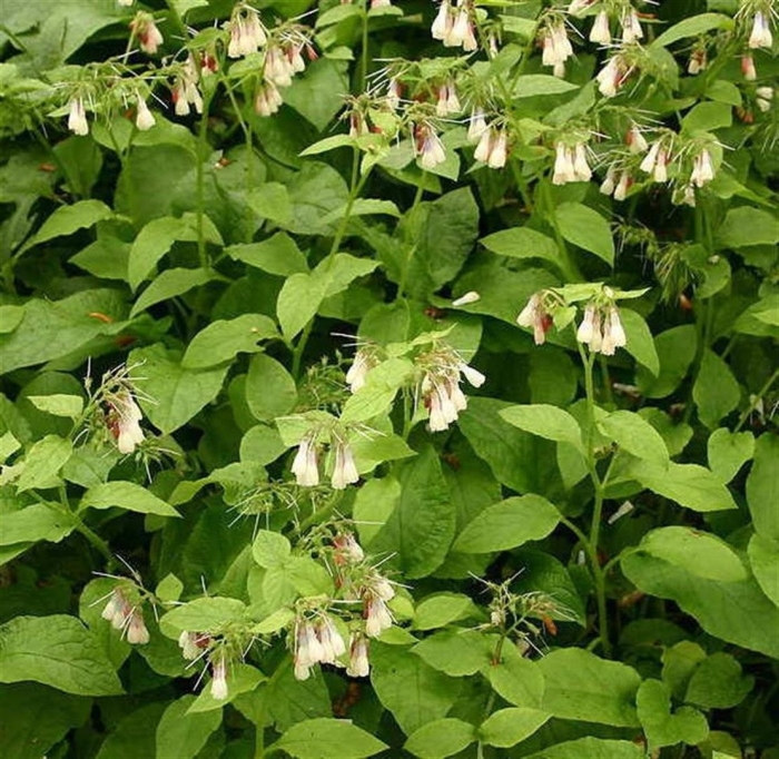 Symphytum grandiflorum