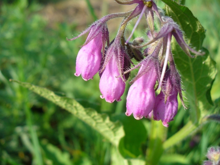 Окопник огуречная трава