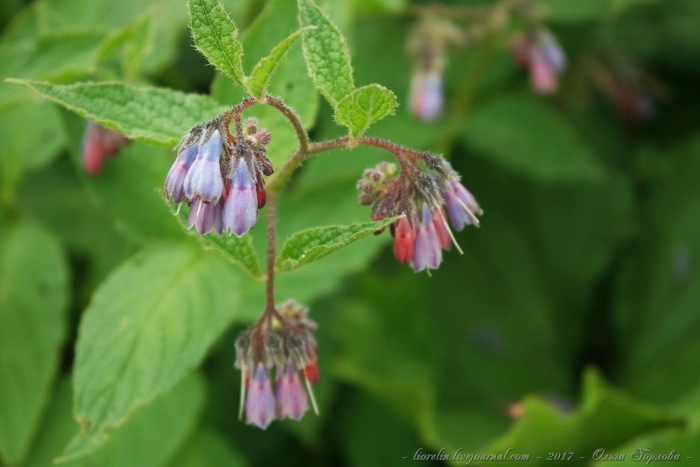 Окопник кавказский symphytum caucasicum