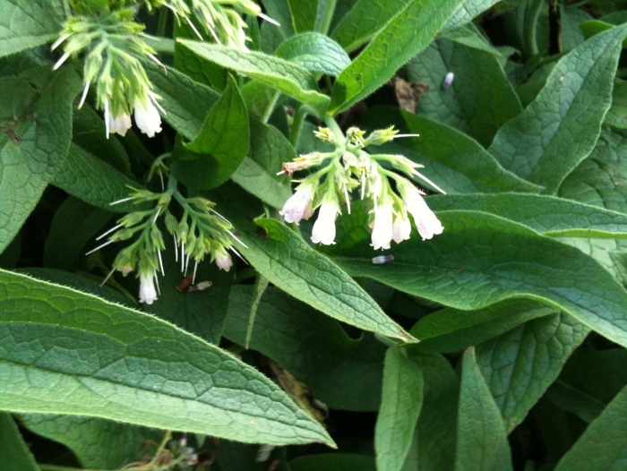 Symphytum tuberosum