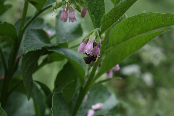 Цветок окопник