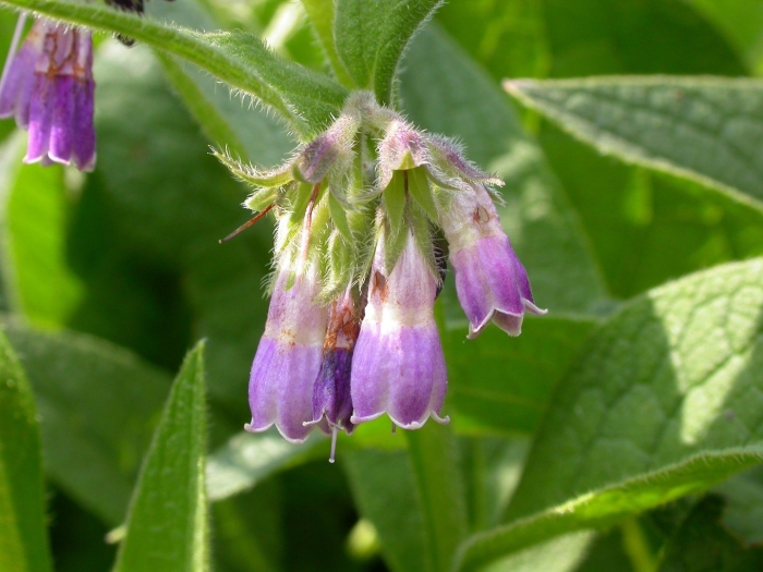 Живокост лекарственный окопник
