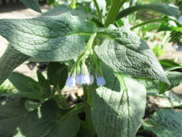 Окопник кавказский symphytum caucasicum