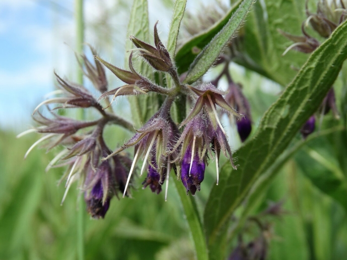 Окопник symphytum grandiflorum