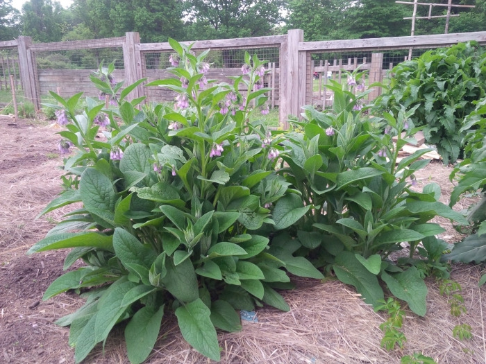 Comfrey plant