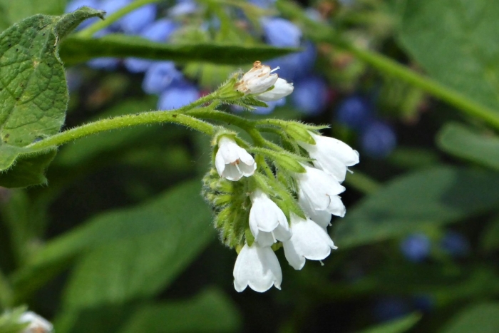 Окопник лекарственный