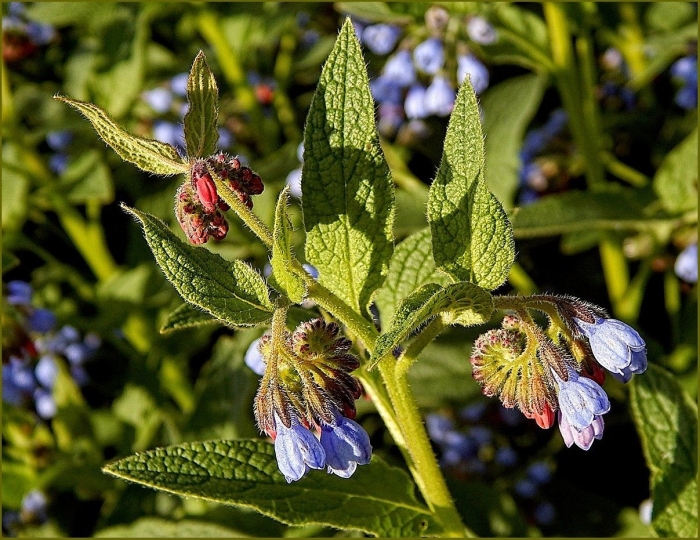 Окопник symphytum grandiflorum