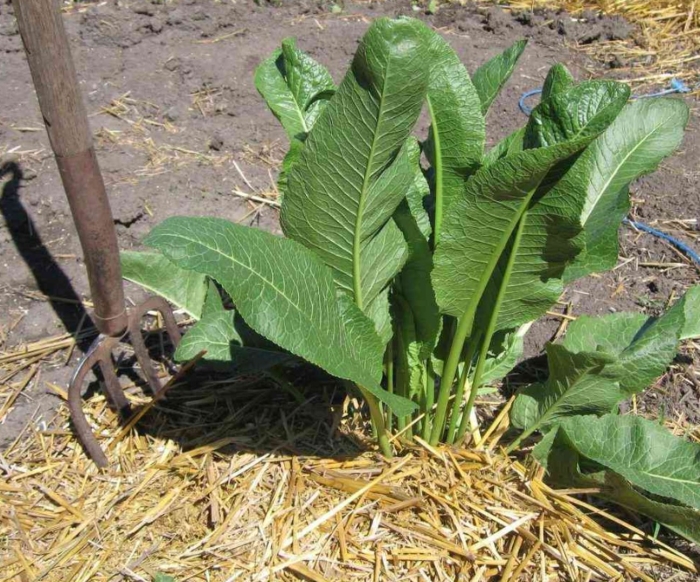 Хрен огородный