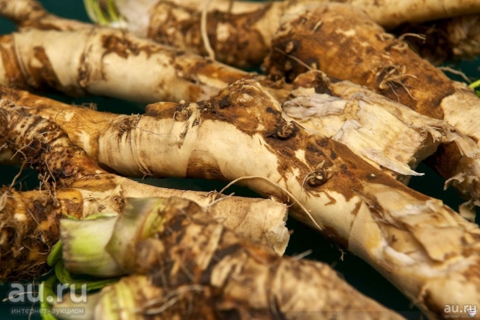 Корень хрен