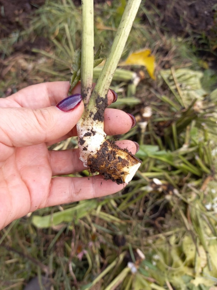 Хрен в огороде