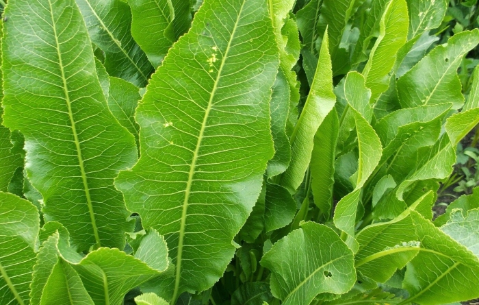 Хрен огородный