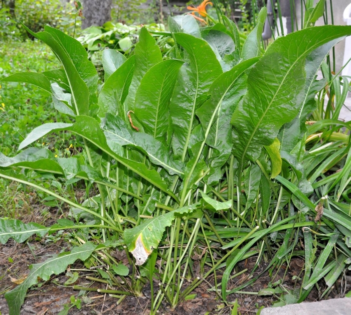 Хрен огородный