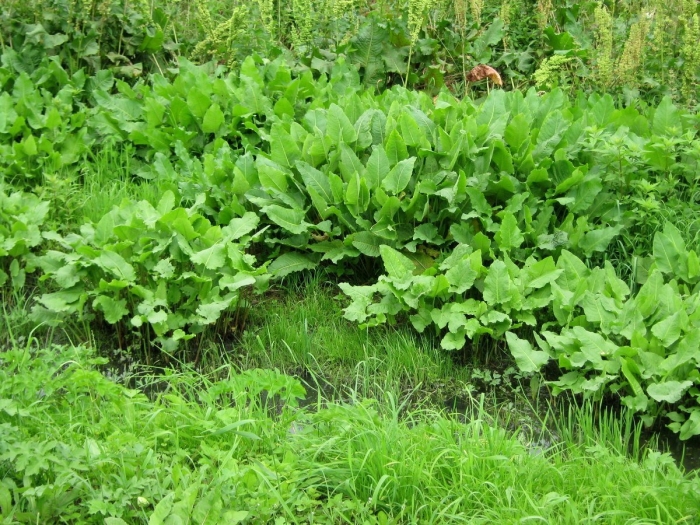 Хрен обыкновенный armoracia rusticana