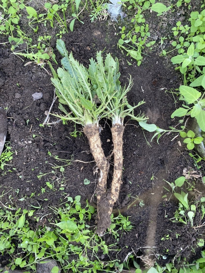 Хрен корень