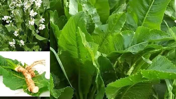 Конский щавель авелук