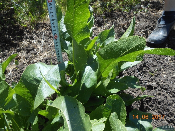 Хрен обыкновенный