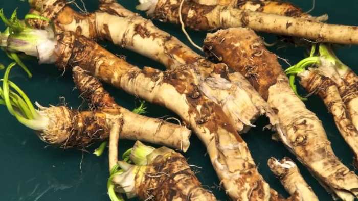 Катран растение корень