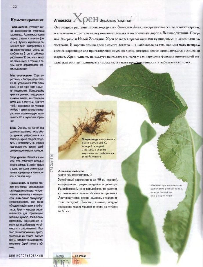 Размножение хрена