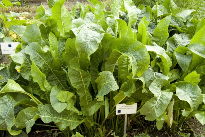 Horseradish plant