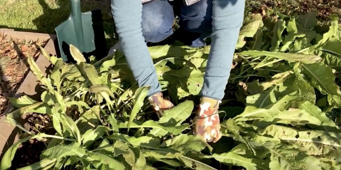 Хрен в огороде