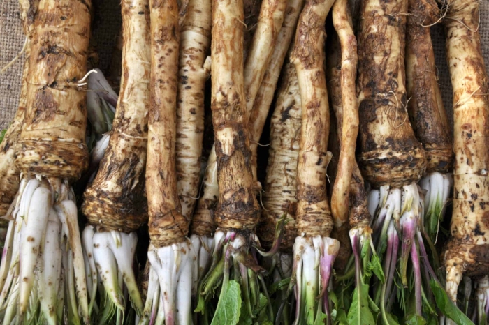 Horseradish root