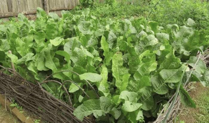 Хрен в огороде