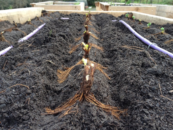 Корневая шейка