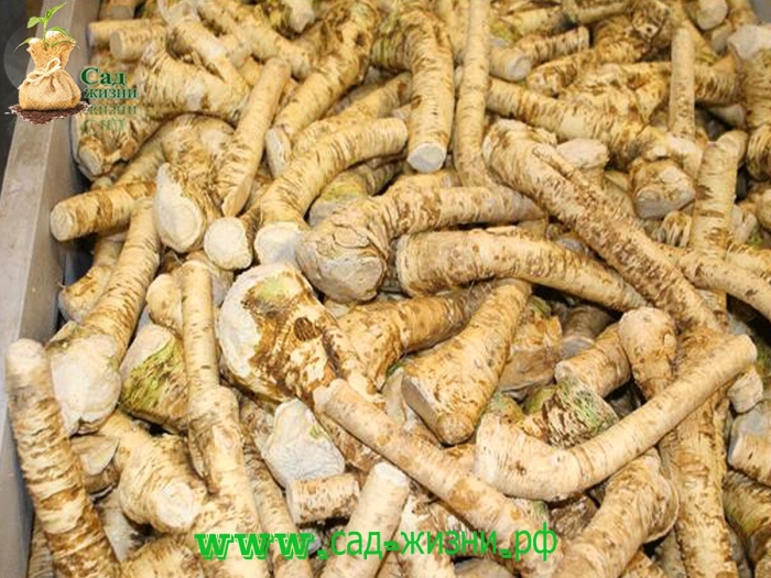 Корень хрена сушеный