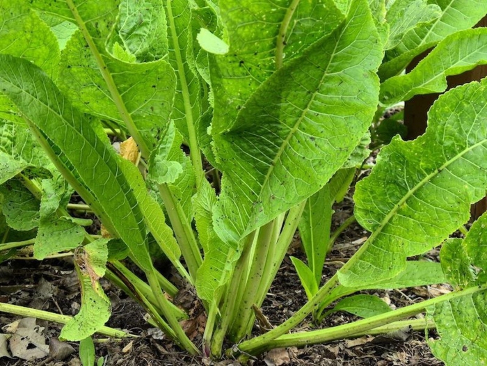 Растение хрен