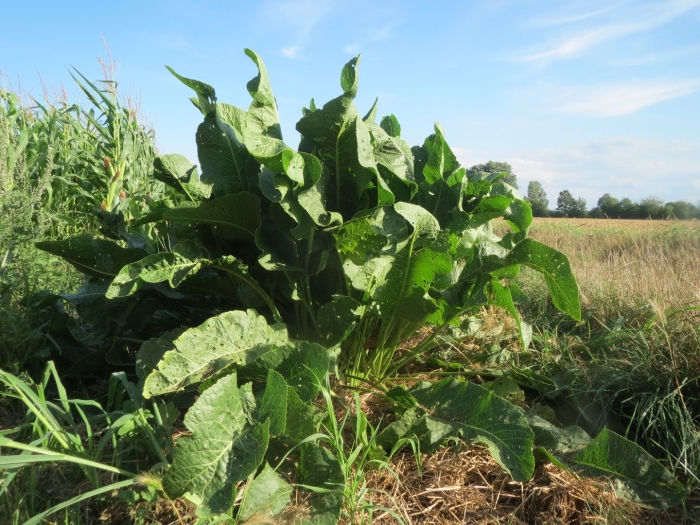 Арморация рустикана