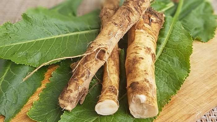 Длина корня хрена