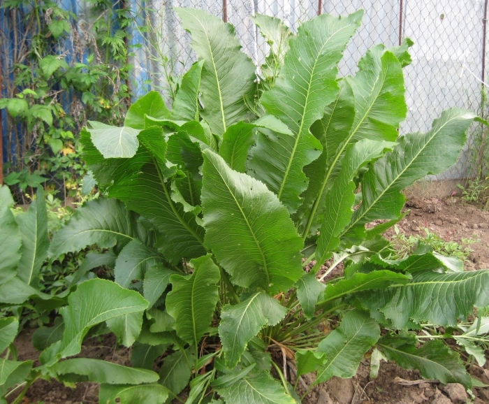 Хрен растение