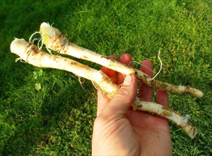 Корень женьшень