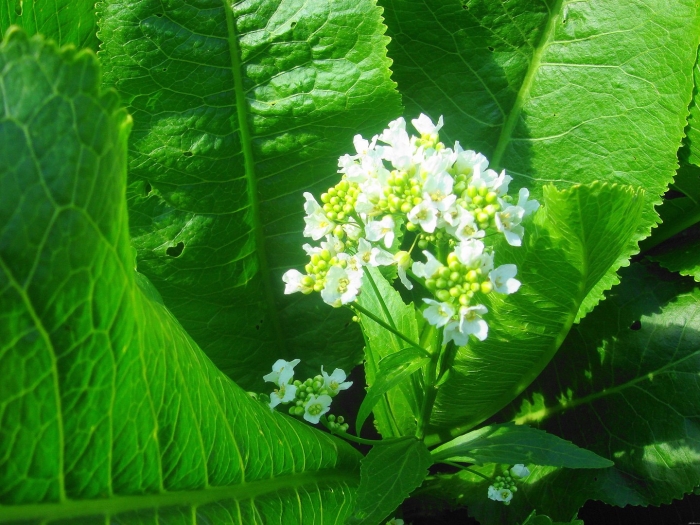 Цветет ли хрен