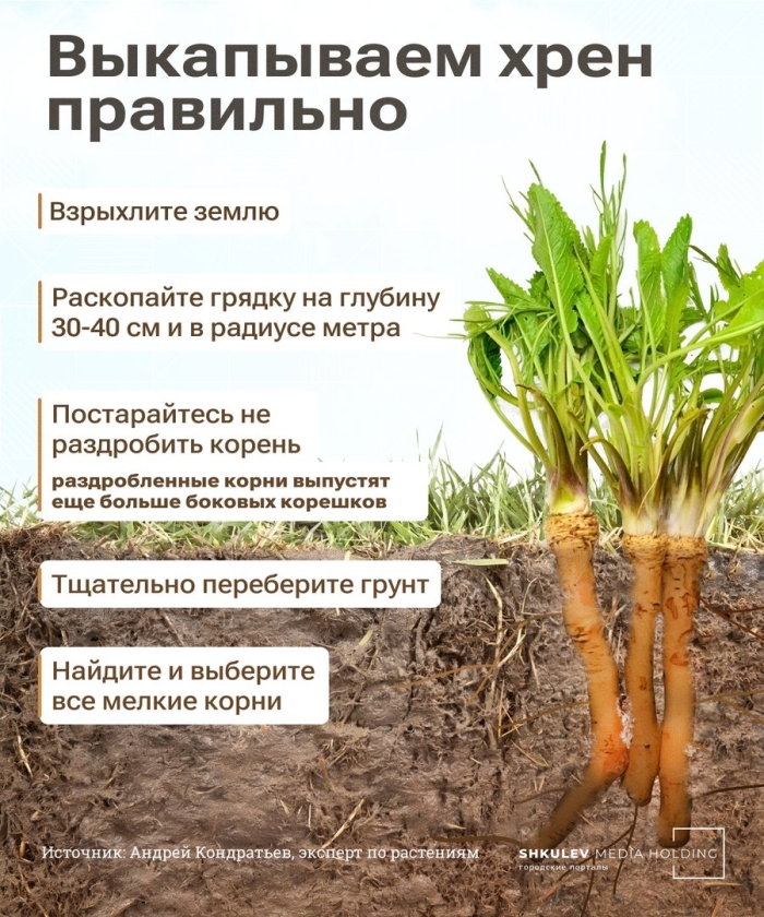 Корень хрен