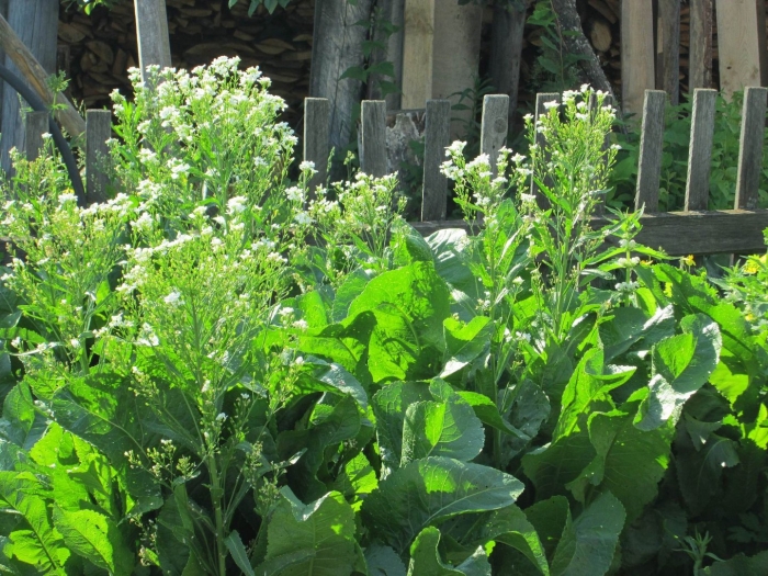 Цветущий хрен