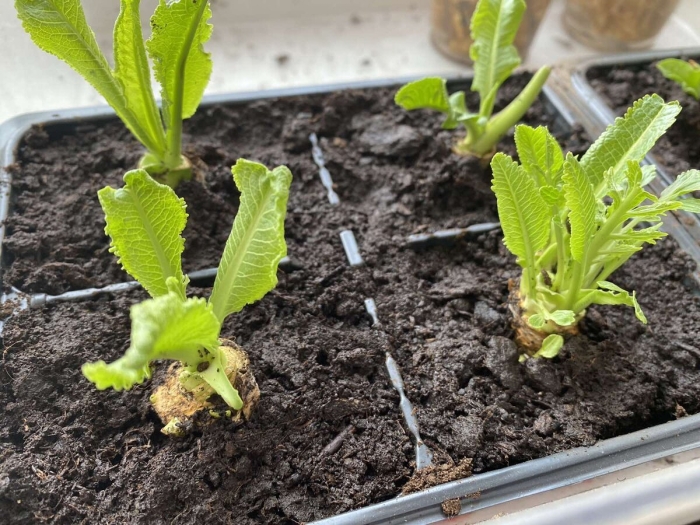 Рассада хрена