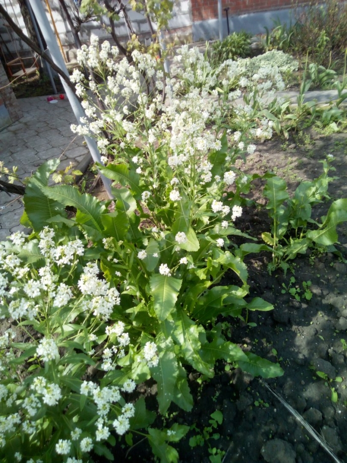 Цветущий хрен