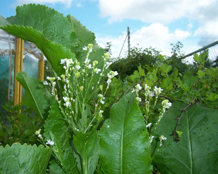 Хрен (armoracia rusticana gaertn