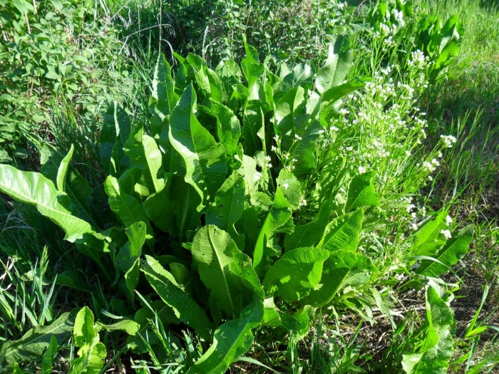 Щавель (rumex acetosa