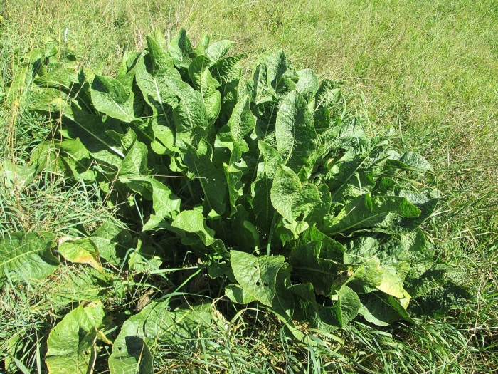 Щавель конский rumex confertus