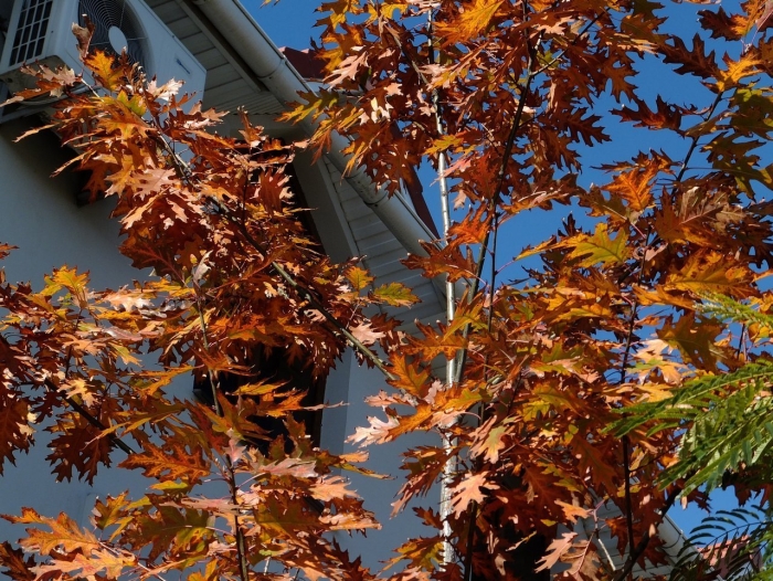 Дуб красный