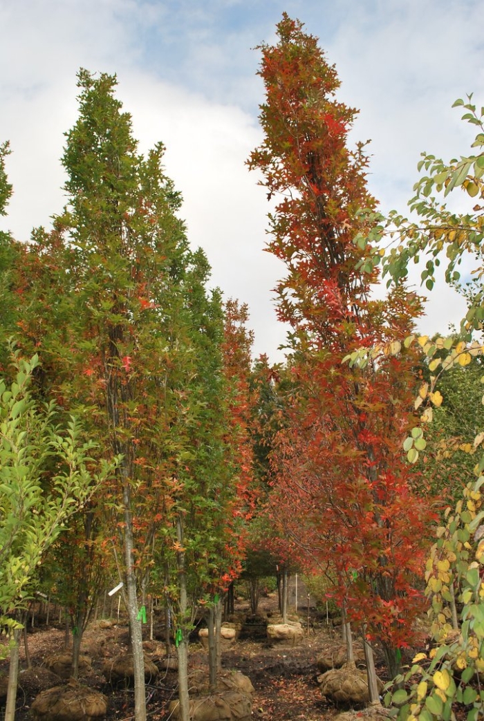 Дуб черешчатый  фастигиата (quercus robur fastigiata )