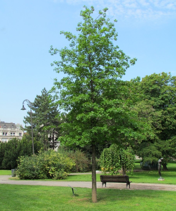 Дуб черешчатый quercus robur