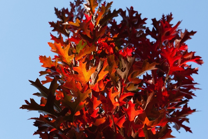 Дуб болотный грин пилар