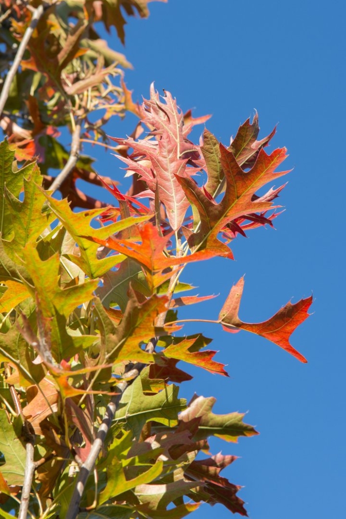 Дуб болотный грин пилар