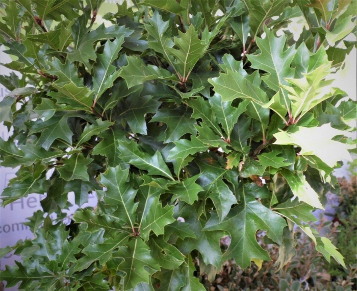 Дуб болотный грин дварф