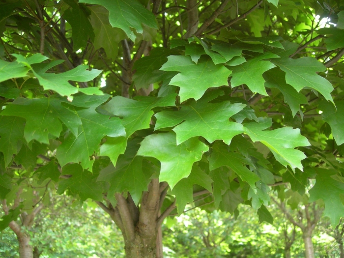 Платан кленолистный листья