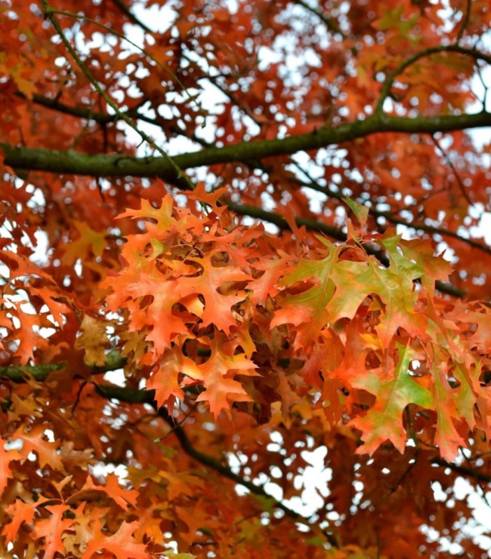Quercus palustris autumn