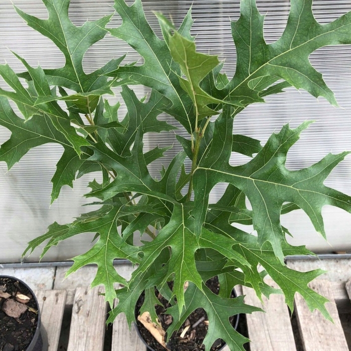 Quercus hartwissiana высота